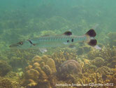 poisson, très allongé, cylindrique, gris argenté, dos rayé, queue taches noires