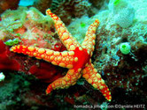 étoile de mer