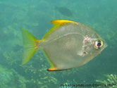 poisson, argenté brillant 