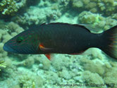poisson, joues, lignes, obliques, 