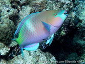 poisson, tête, orangée, bouche, menton, bleus