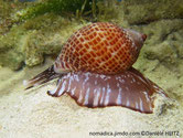 Escagot de mer, gros, motif brun, croissants blancs, corps largement étalé, brun blanc, bordure brun foncé
