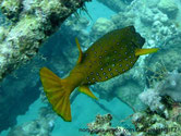poisson, forme cubique, 