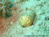 coquillage, forme, cône, sommet, pointu, couleur, blanche, taches , rectangulaires, orangées