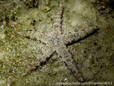 étoile de mer, grise, brunâtre, épines émoussées, blanches, en bordure de bras