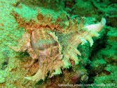 coquillage, coquille, grande, excroissances, feuilles, épineuses