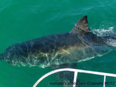 Carcharodon carcharias 