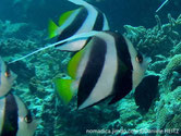 poisson, bandes, blanches, noires, jaune, dorsale, filament, long