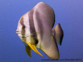 Poisson,très comprimé, 3 bandes, noires, tache noire , devant nageoire anale, tache noire, nageoires pectorales, jaunes