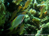 poisson, allongé, vert bleuté, large ligne rouge de l'oeil à la nageoire pectorale