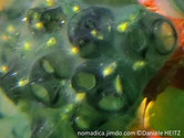 Copecodes, petits crustacés jaunes à antennes