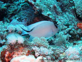 poisson ange, femelle