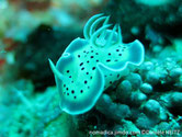 nudibranche