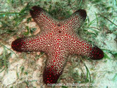 Etoile de mer, forme coussin, corps trapu, couleur de fond crème, petits tubercules rouge cerclé noir, terminaison bras foncé
