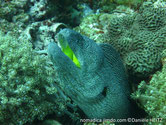 poisson, long, bouche jaune, corps brun, taches blanches