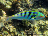 poisson, corps, couleurs vives, bandes verticales noires