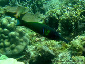 poisson , museau, très allongé, corps bleu verdâtre, nageoire pectorale, tache jaunâtre verticale, 