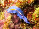 Ver marin, plat, très fin, bleu, bande médiane blanche, point orange, brodée, liseré violet à bleu foncé