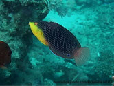 poisson, bleu, gorge, jaune vif