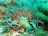 étoile de mer