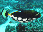 Balistoides conspicillum  