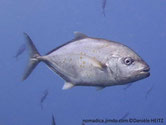 poisson, allongé, ovale, gris, museau court, rond
