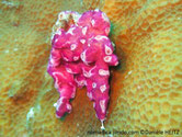 ascidie, tunique commune, rose-violacé,  surface trouée, siphons cerclés blancs