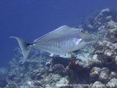 poisson, bossu,  scalpel double,