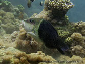 poisson, bicolore, tête, diagramme, grosse lévres