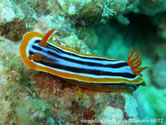 nudibranche