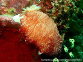 Nudibranche, petites tubercules blanches, réticulé brun rougeâtre, pied blanc