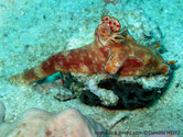 nudibranche