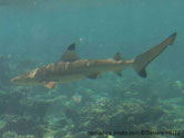 requin, pointe noire