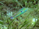 poisson, allongé, bleu vert, bande orangé, avant corps, tache sombre, arrière, série de petites taches sombres