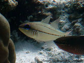 Poisson jaune pâle à crème, tache brune barrée de 2 lignes blanches verticale sur opercule,3 lignes orangées, point noir, centre pédoncule caudale
