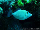 poisson, ovale, 2 traits jaunes