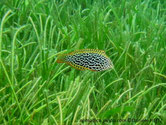 poisson, corps blanc à verdâtre, taches noires irrégulières, nageoires jaune orangées