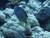 poisson, rayé, nageoire dorsale jaune, noire