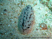 nudibranche verruqueux