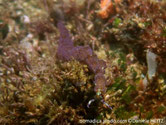 Nudibranche, corps, très long, fin,  orangé pâle, papilles teintées mauve, tentacule buccaux blancs, 3 anneaux violette, tête , taches blanches