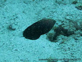 poisson, noir, points irisés, queue, blanche