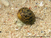 escargot, marin
