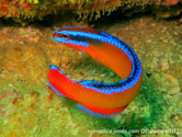 poisson, allongé, jaune oragné , ligne bleu vif, tête, barrée, bleue 