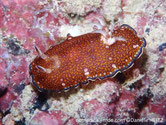 nudibranche