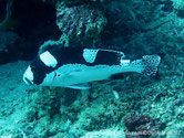 Poisson massif, grosses lèvres, couvert de taches noires, ventre blanc, nageoires sombres