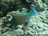 Poisson perroquet, corps verdâtre, 1er partie foncé, nageoire caudale, lobes rosés