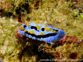Nudibranche verruqueux, verrues jaunes, bande noire de côté manteau, rhinophores jaune orangé