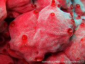 ascidie, tunique commune, mamelonnée , rouge rosé, siphon, bordure, rouge