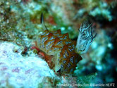 nudibranche 