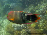 poisson, brun olivâtre, tête, points, lignes, rouges